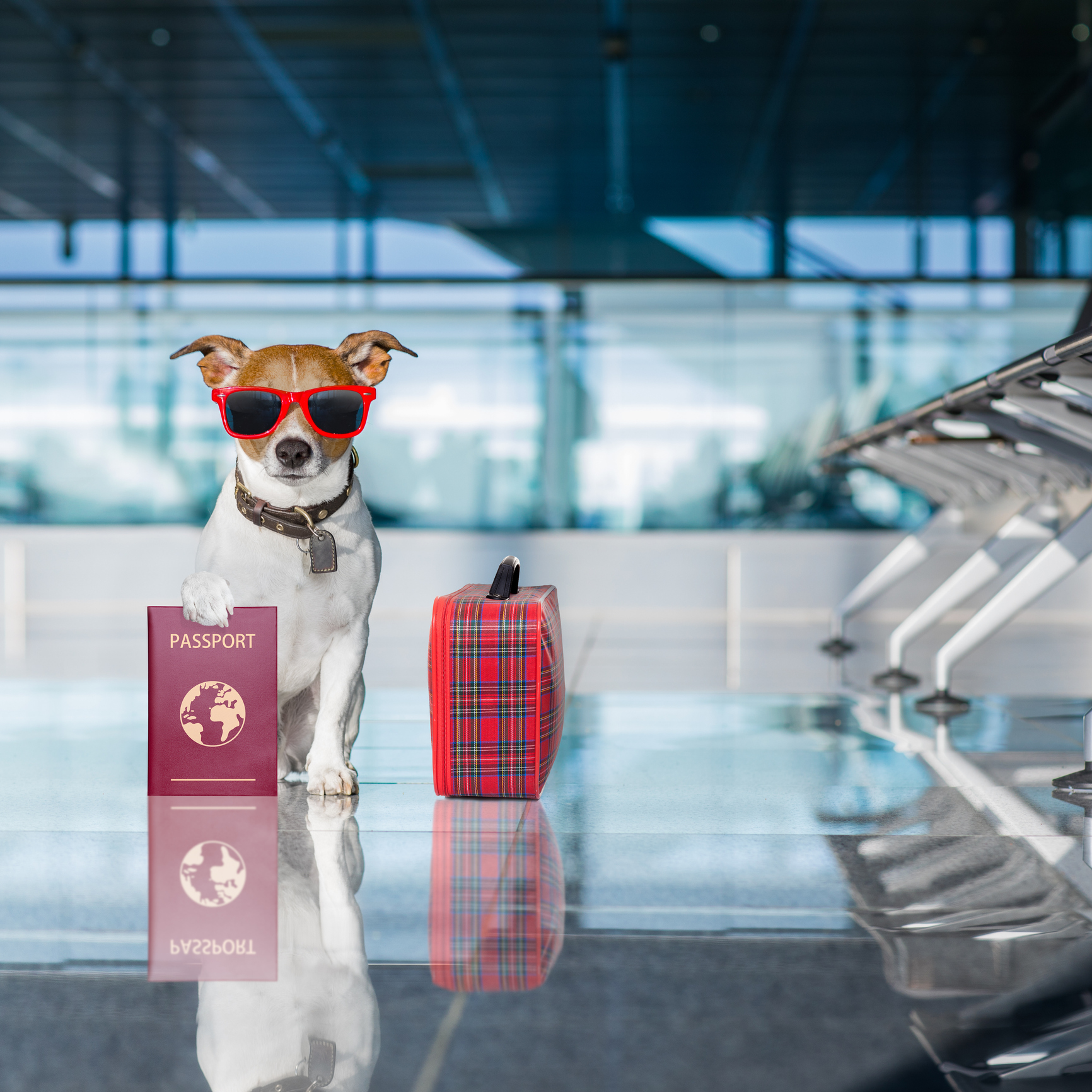 dog in airport terminal on vacation